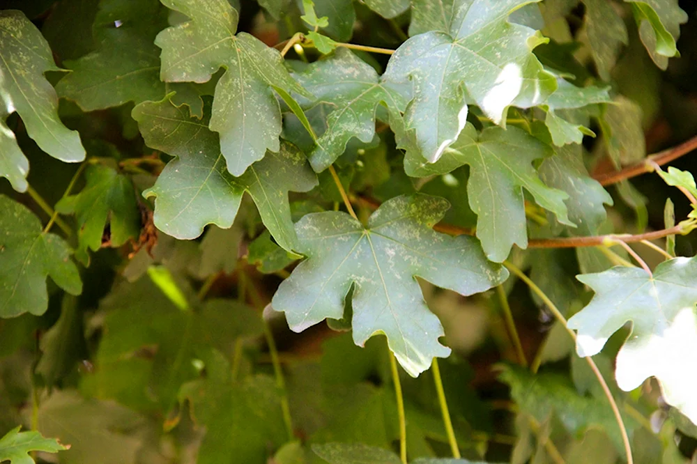 Acer Campestre Nanum