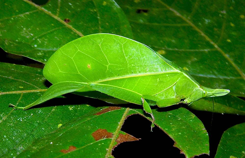 Aegimia elongata
