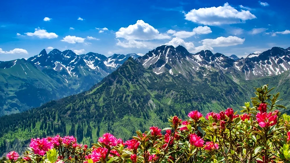 Альпийские Луга Сочи