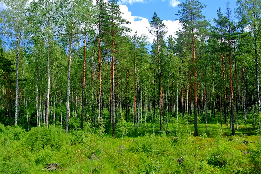 Амановский лес