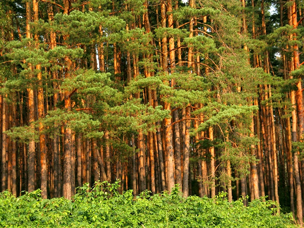 Ангарская сосна Бор лес
