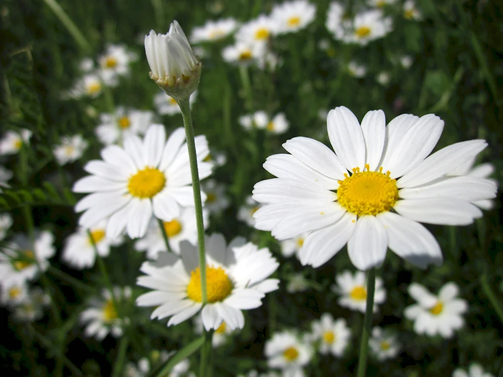 Anthemis arvensis