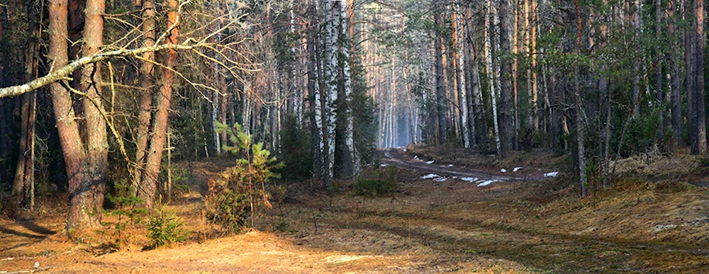 Апрельский лес