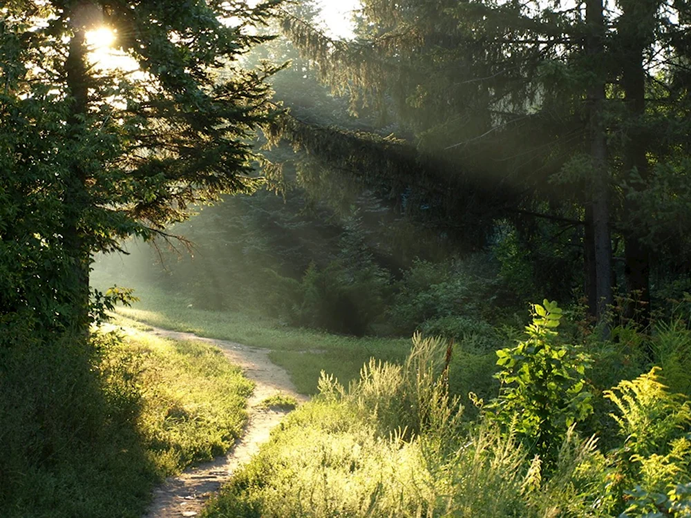Август лес