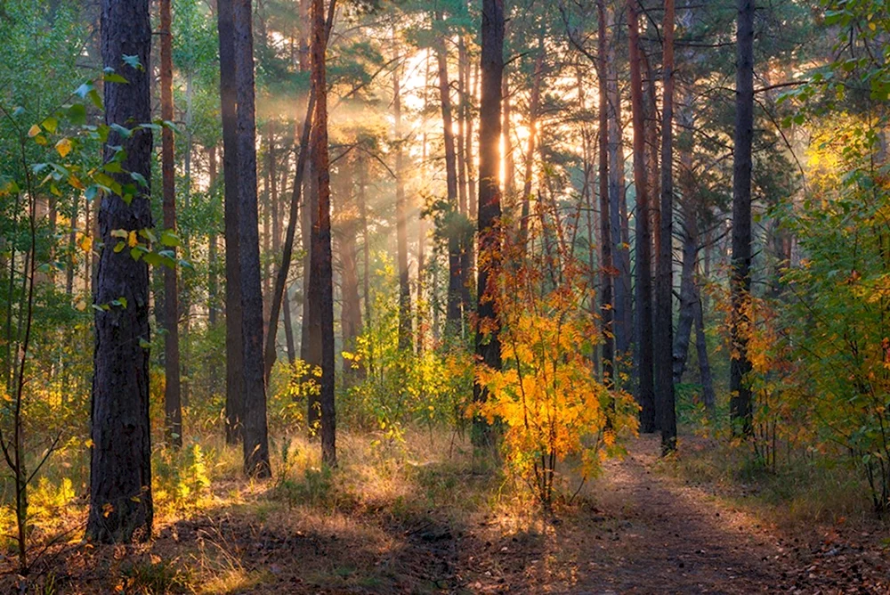 Августовский лес