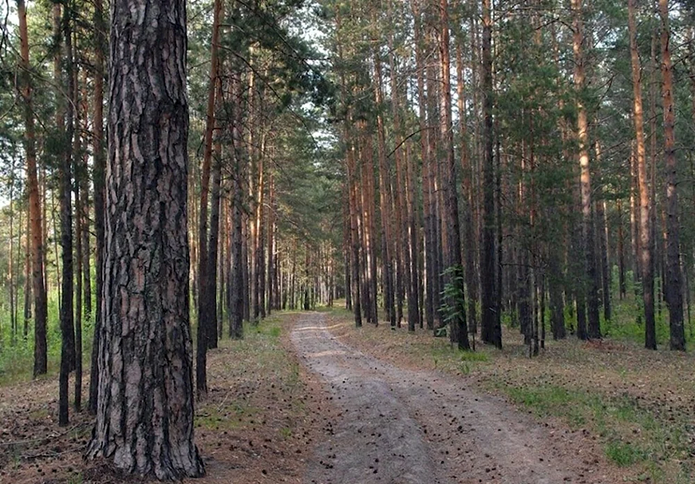 Барнаульский ленточный Бор