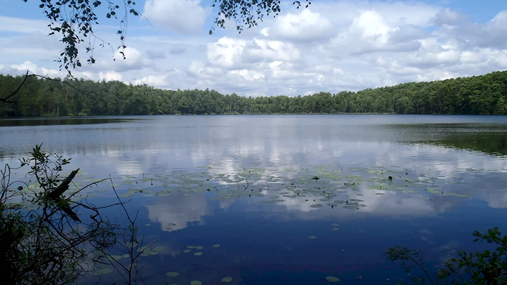 Белое озеро Лунинецкий район