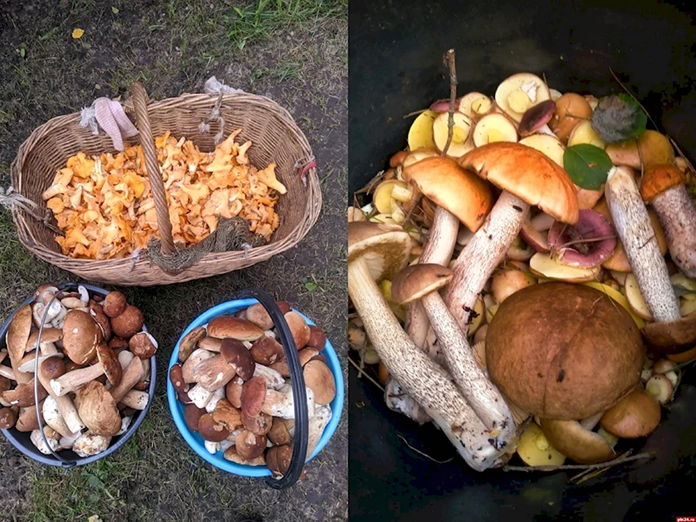Белый гриб летний и осенний