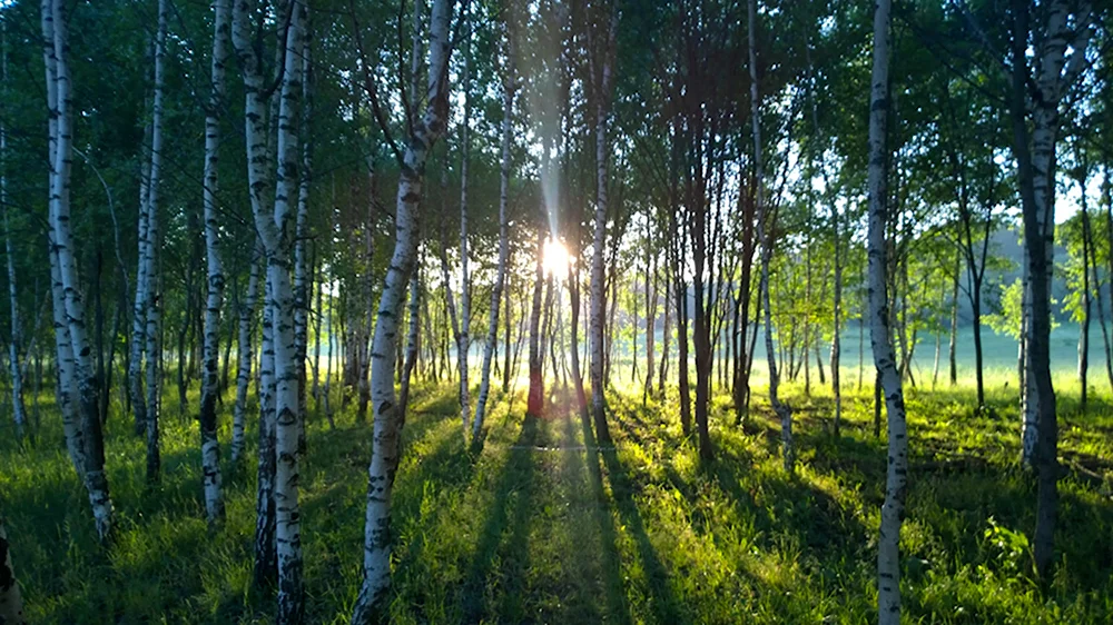 Березовая роща Бердск