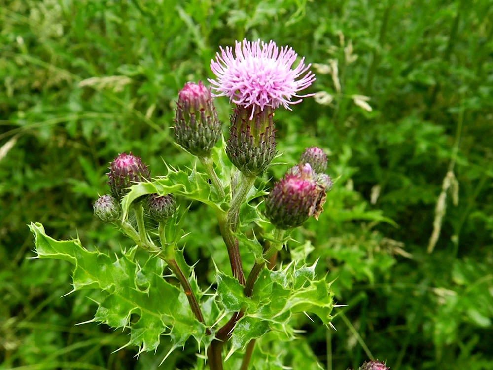 Бодяк полевой Cirsium arvense