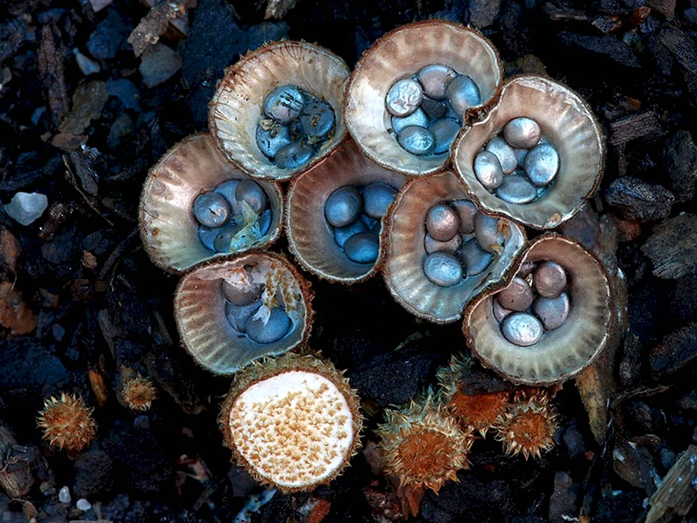 Бокальчик полосатый Cyathus striatus