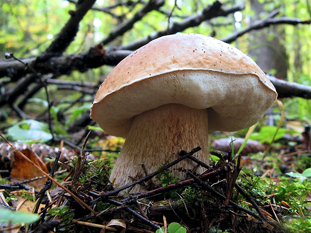 Boletus edulis – белый гриб