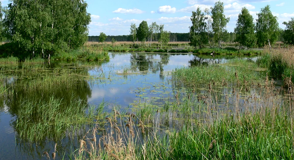 Болото Кемульское Удмуртия