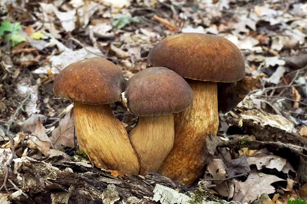 Боровик бронзовый Boletus aereus