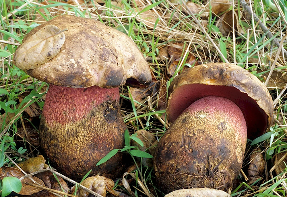 Боровик девичий Boletus appendiculatus