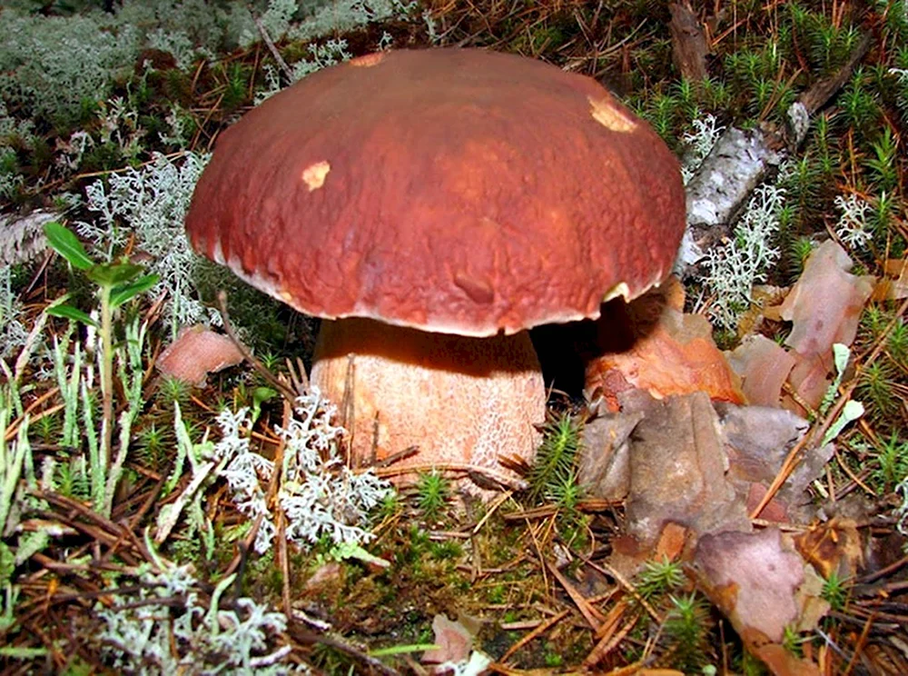 Боровик красивоножковый