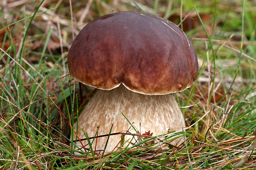 Боровик несъедобный Boletus calopus