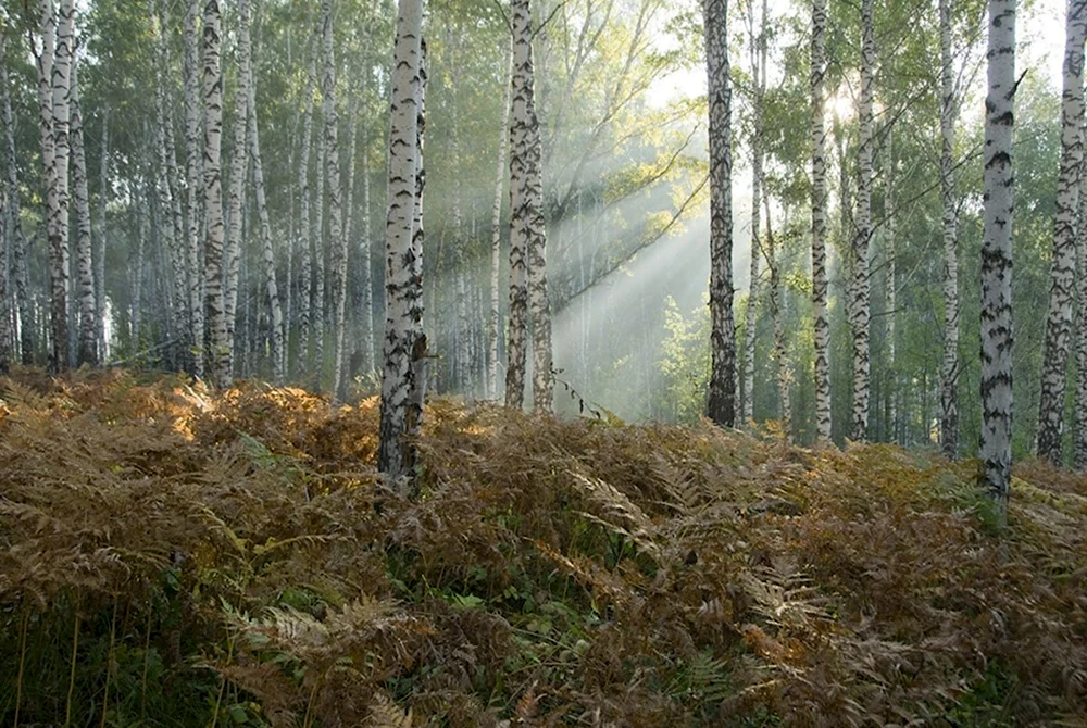 Братск лес Тайга