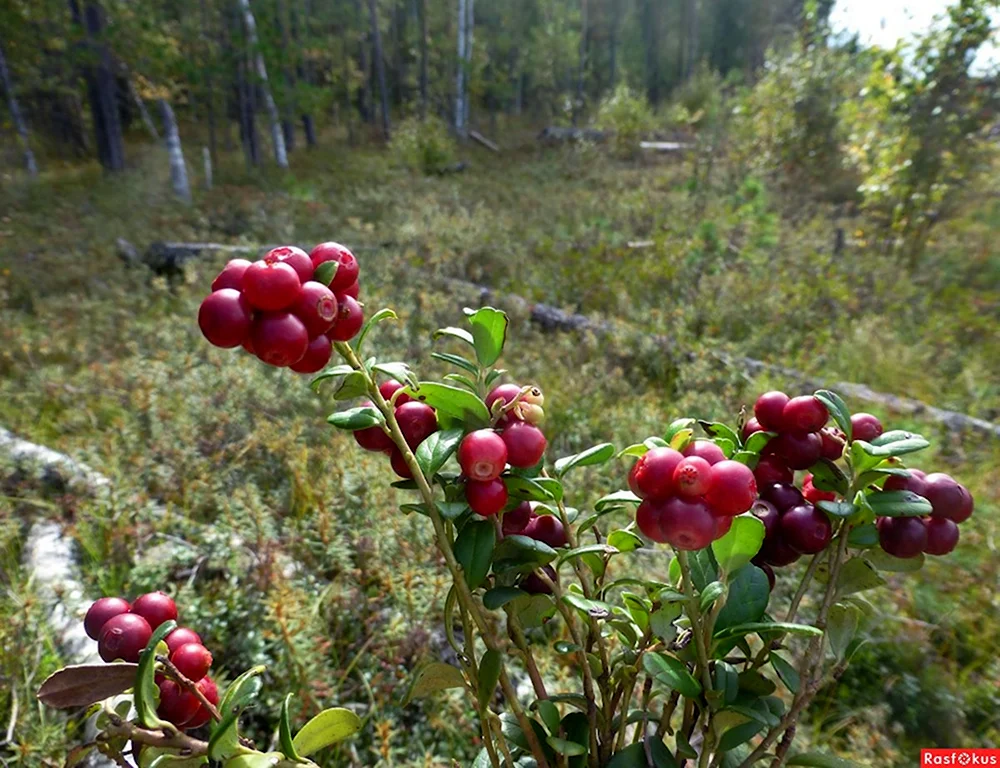 Брусника в Якутии