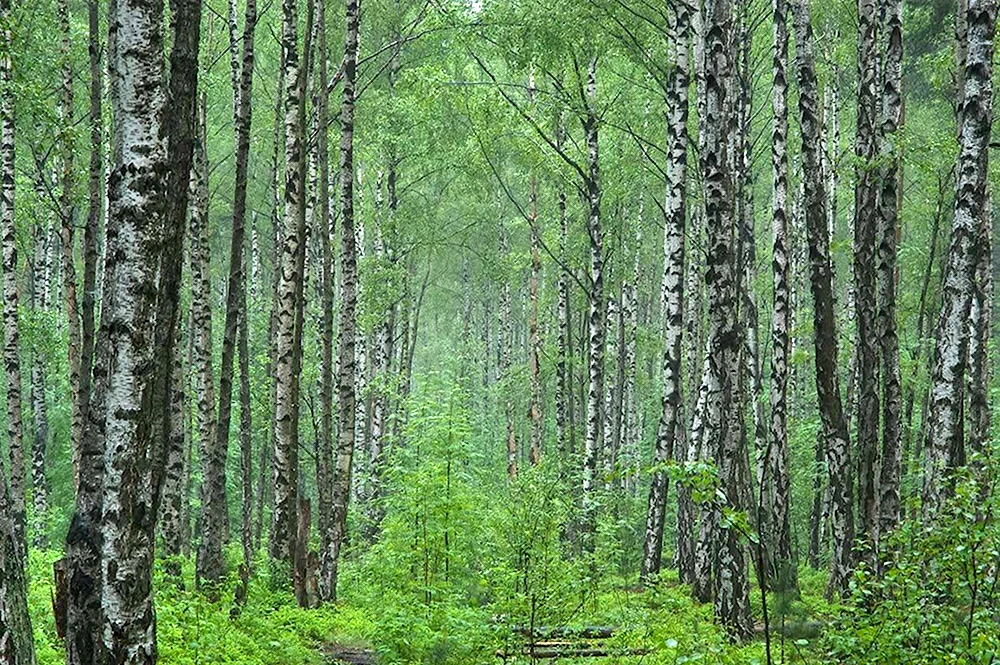 Черустинский лес заповедник