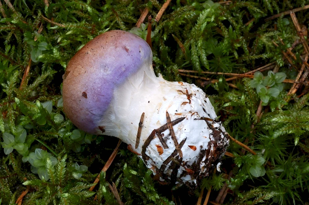 Cortinarius balteatus