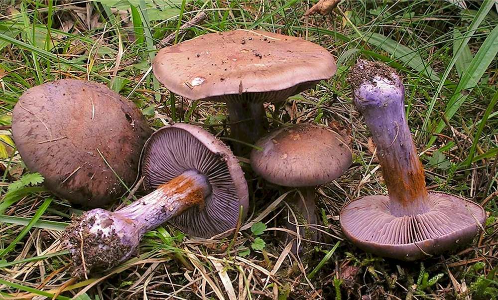 Cortinarius PURPURASCENS