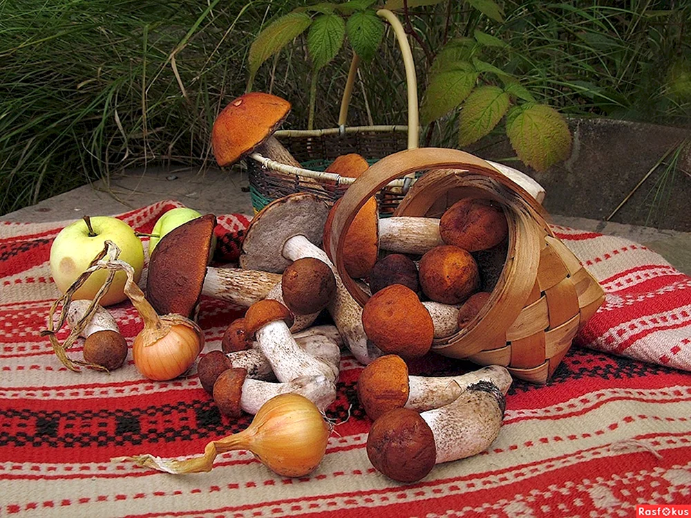Дары леса