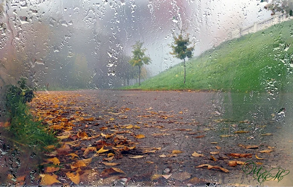 Дождливый день природа