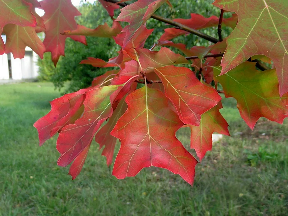 Дуб красный Quercus rubra