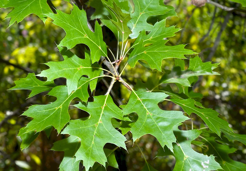 Дуб Quercus rubra