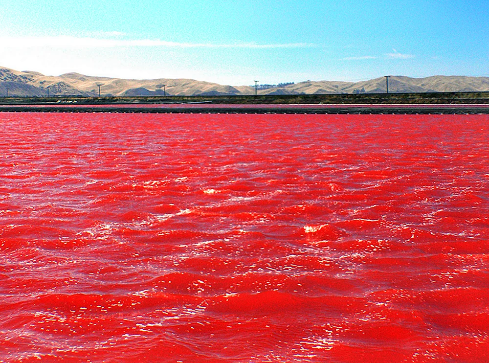 Dunaliella Salina озеро