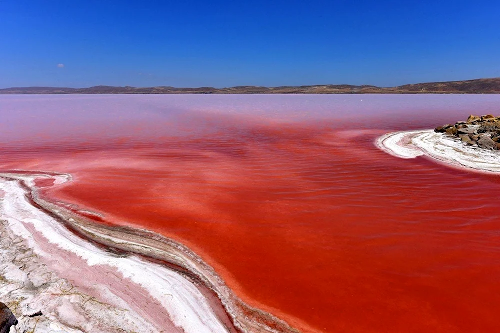 Dunaliella Salina озеро