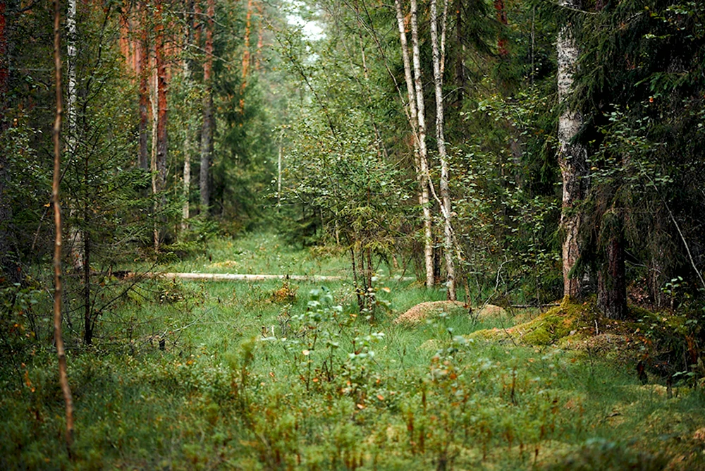 Ельники-черничники Тайга