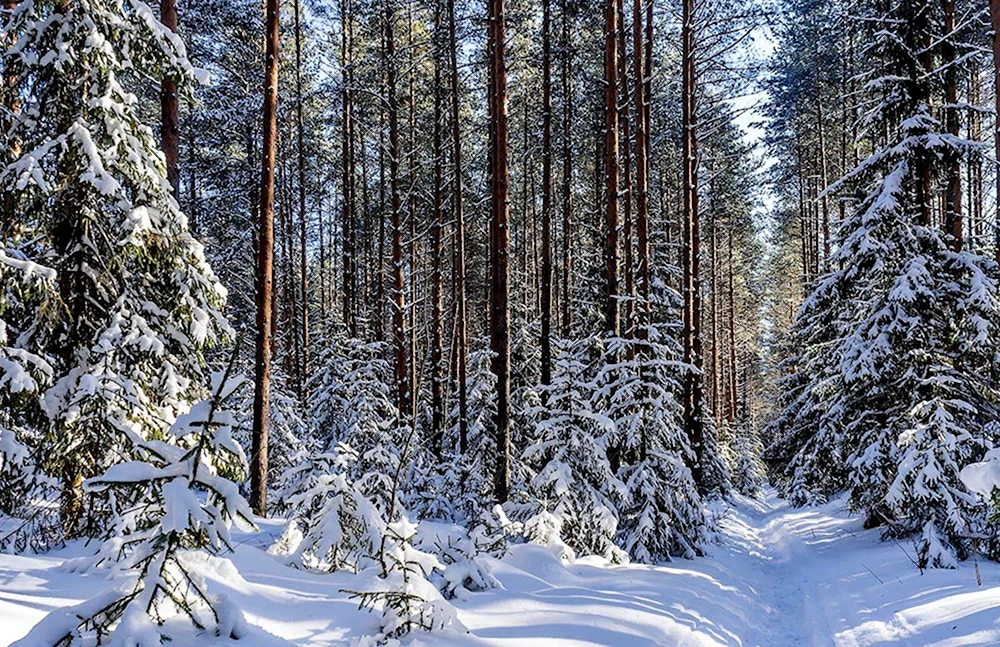 Елочный лес