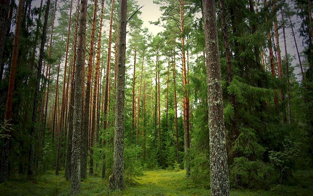 Елово Сосновый лес