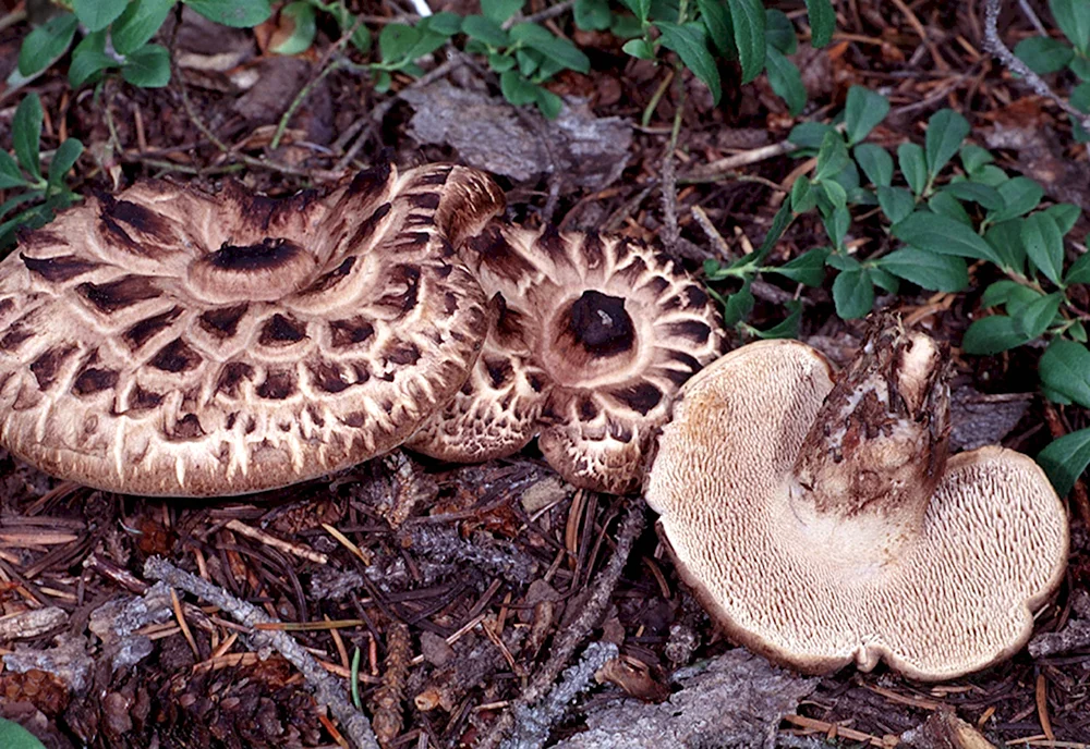 Ежовик пестрый Sarcodon imbricatus