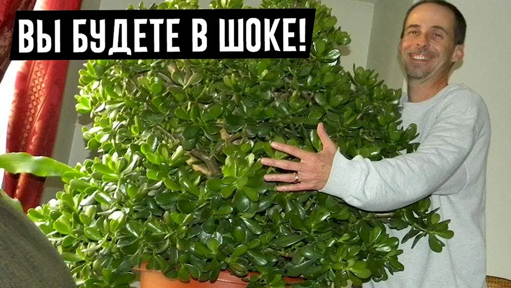 Фикус Старлинг толстянка