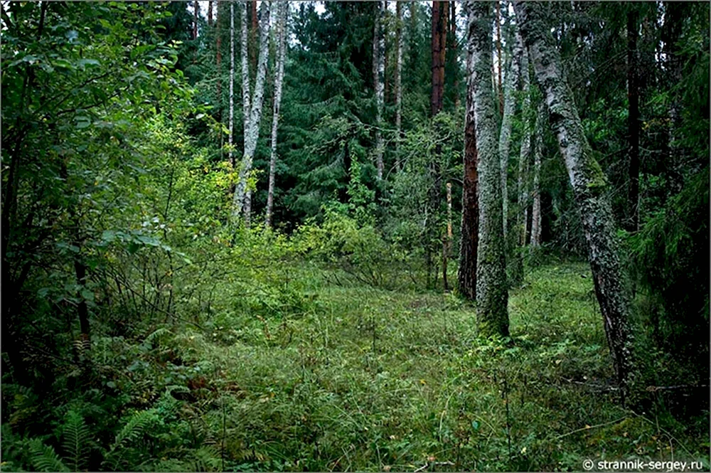 Фитоценоз Дубравы
