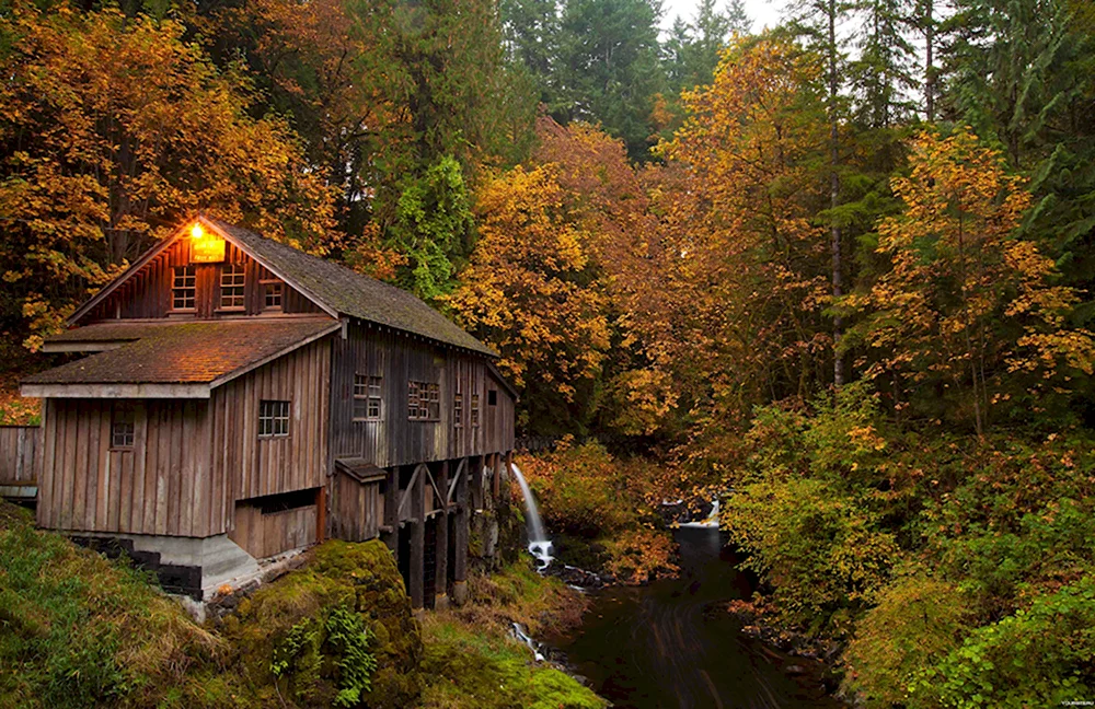 Forest House Хижина в лесу
