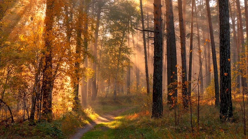 Фотографы пейзажисты золотой Бор сосны