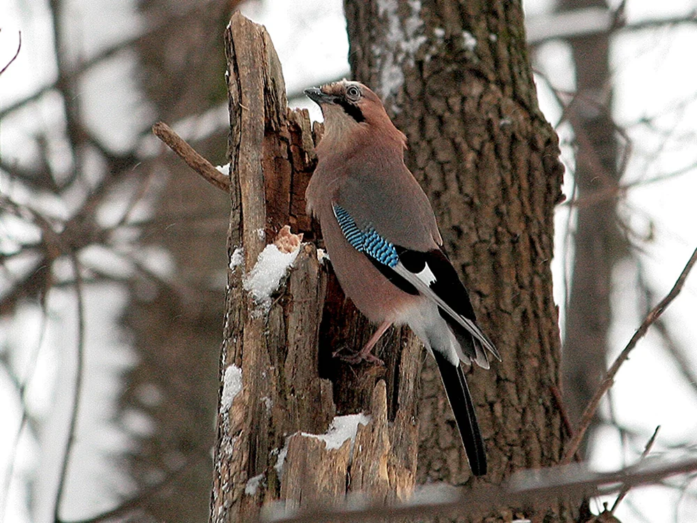 Garrulus glandarius glandarius