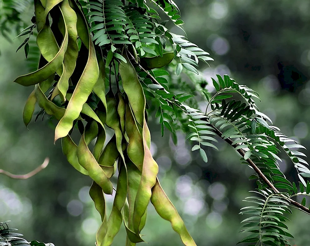 Гледичия обыкновенная Gleditsia triacanthos