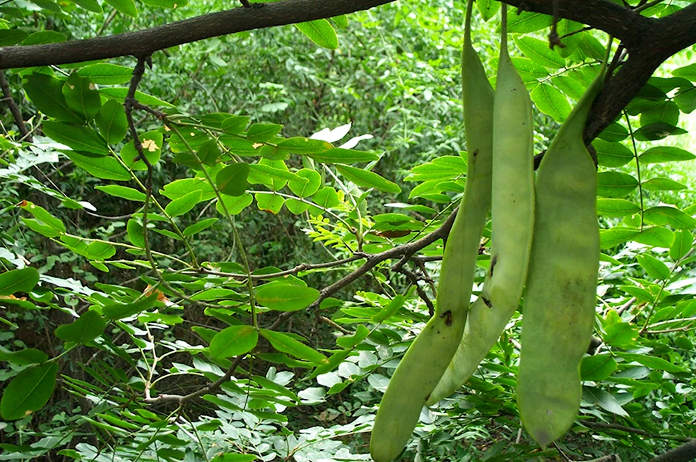 Gleditsia sinensis