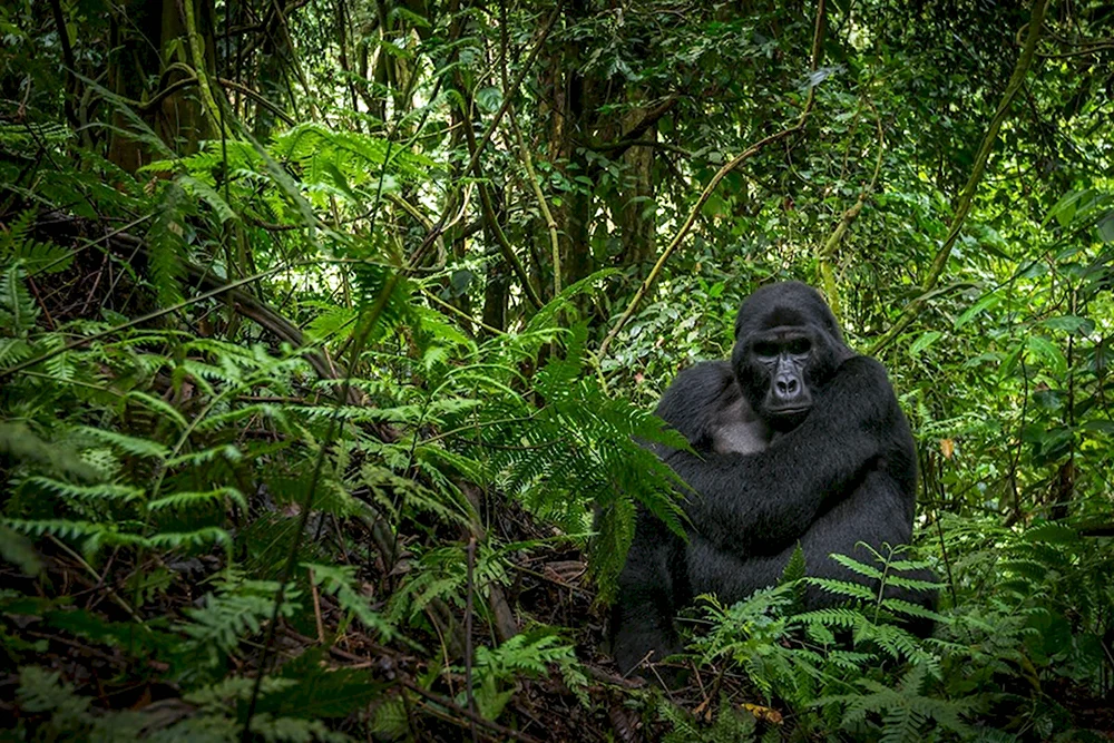 Gorilla beringei beringei