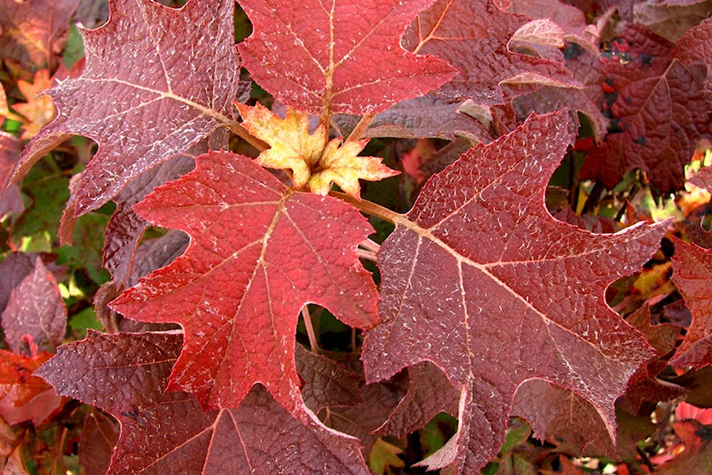 Гортензия дуболистная Burgundy
