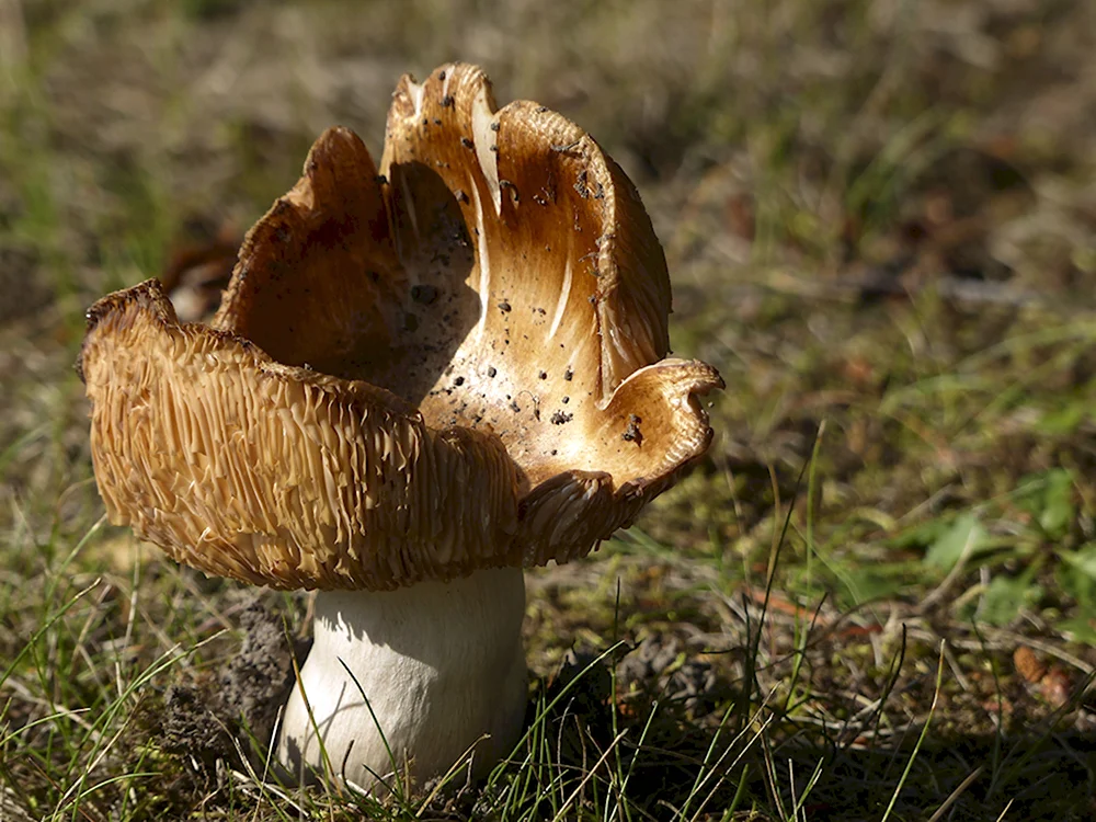 Гриб Agaricus Subrufescens