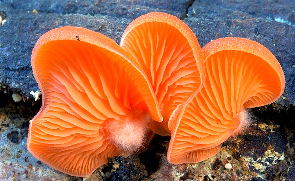 Грибы Campanella SP.
