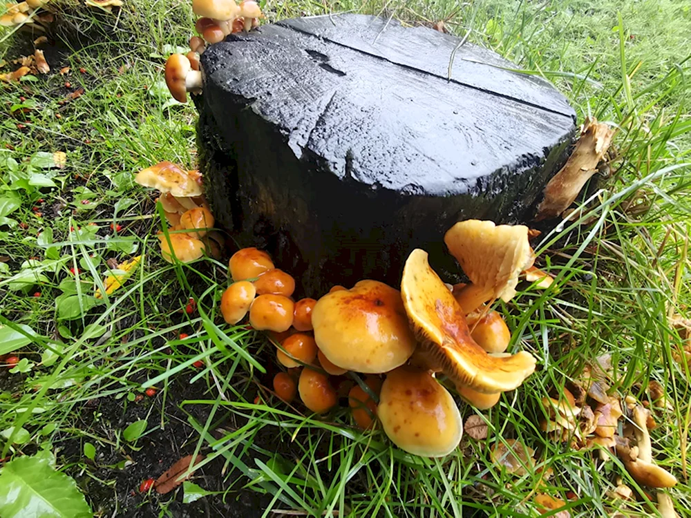 Грибы на пеньках
