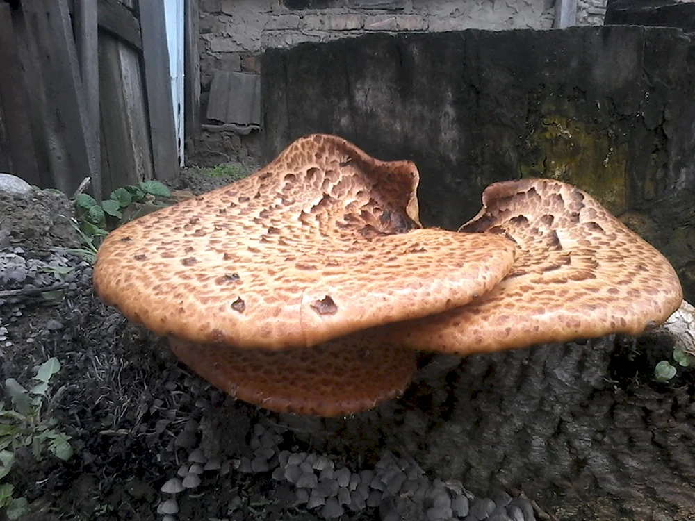 Грибы Polyporus пень