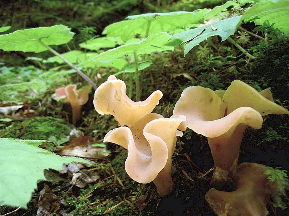 Guepinia helvelloides